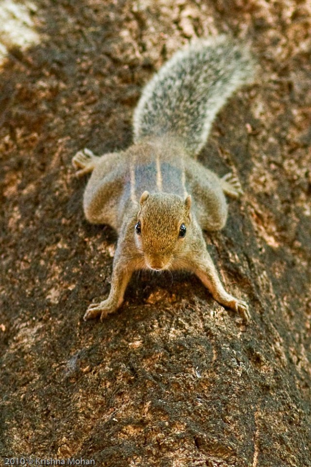 Indian-Palm-Squirrel-2