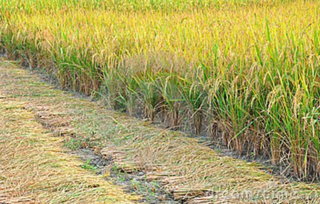 ripen-paddy-crop-21825871