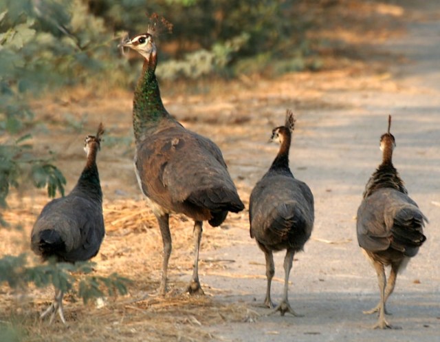 Indian_Peahens_I_IMG_9647