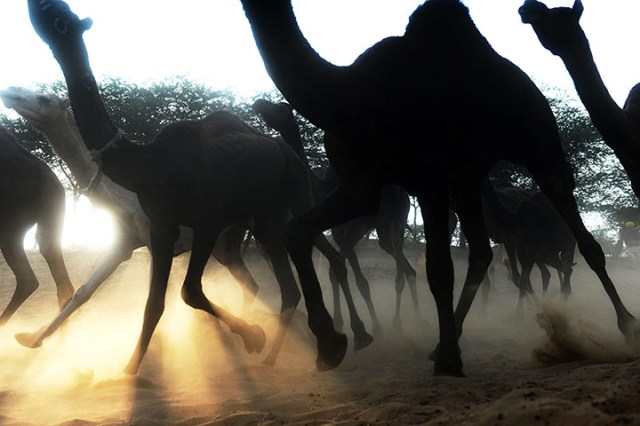 A herd of camels kick up sand as they rush down a dusty embankment