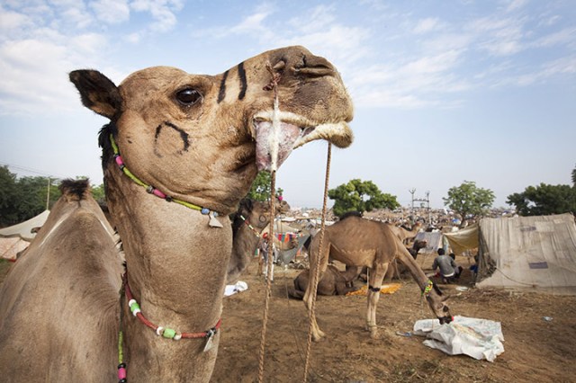 Individual-markings-on-th-019