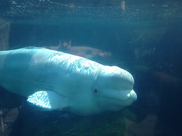 mystic-aquarium-beluga2