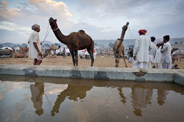 Pushkar-Camel-Fair-Rajast-007
