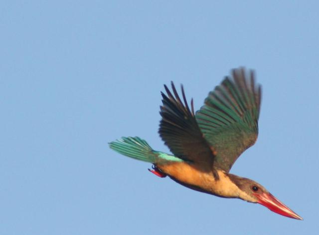 Stork-billed_Kingfisher