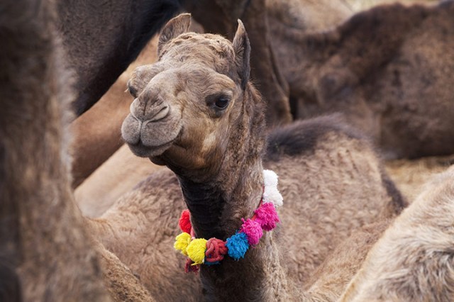 This-young-camel-has-been-017