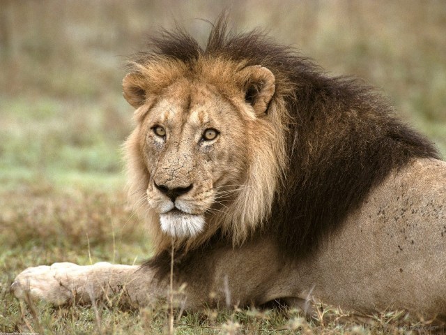 asiatic_lion_persica_indian_wallpaper_2-1280x960