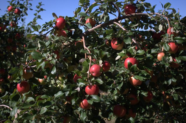 Honeycrisp_apple_tree
