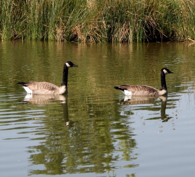 canadian_geese_in_water