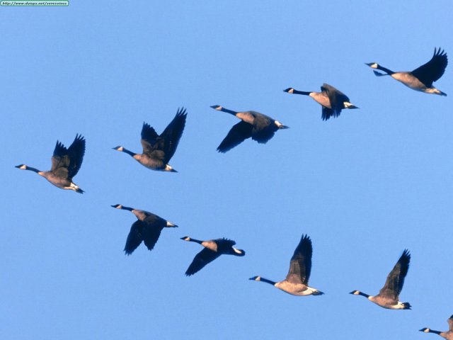 geese