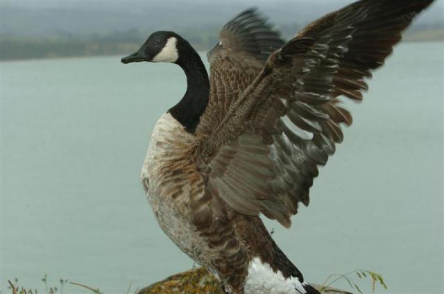 geese_cull_cost_sharing_proposed_1630887165