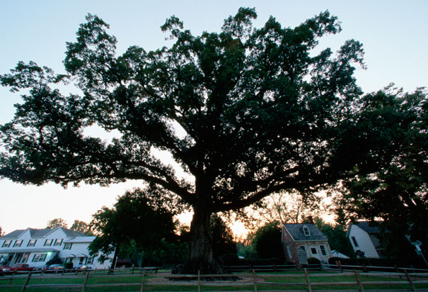 maryland-state-tree-wye-oak (1)
