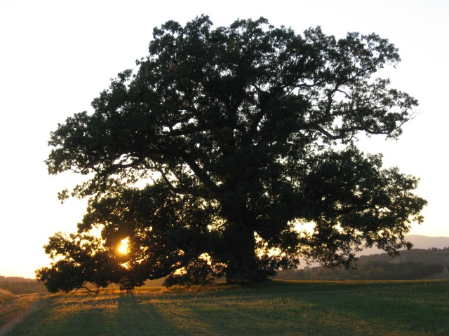 oak-tree-oak-ridge-016