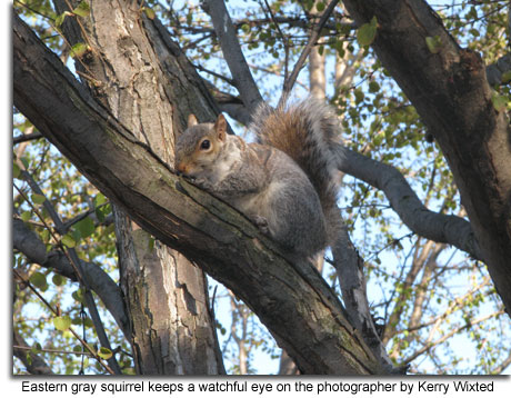 Eastern_Gray_Squirrel