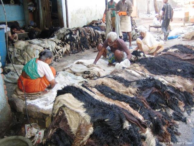 salting-animal-hides