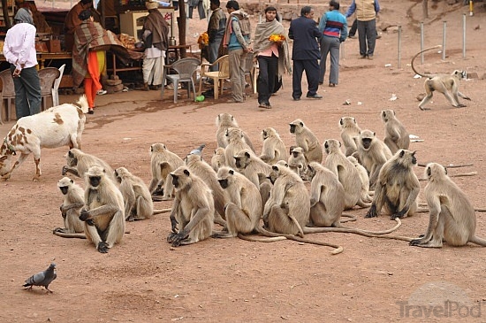 many-scary-monkeys-at-the-ganesh-temple-delhi