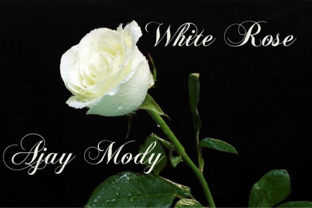 white rose