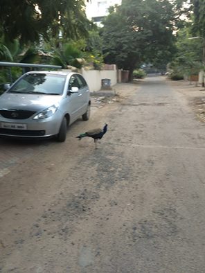 10881700_10205884395377318_8596884412940499218_n (1)