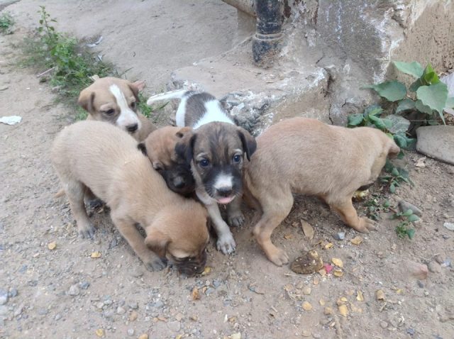 10906149_533187753487729_1142037027386623049_n