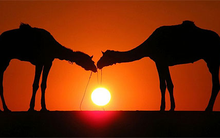 india_camels
