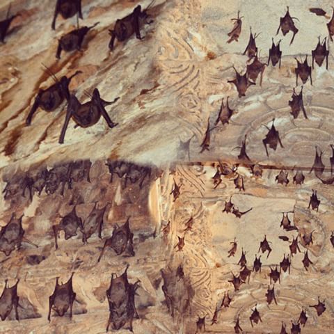 Image result for images of bats in the dome of Modhera Sun temple