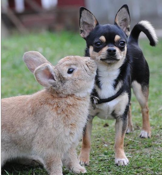 Image result for image of bunny and dog hopping